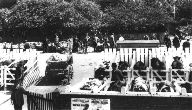 Cattle Market - 1905
