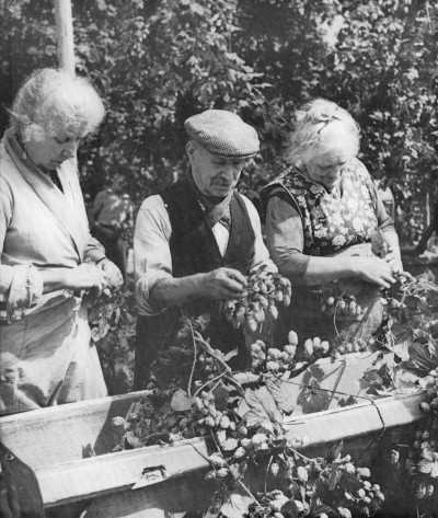Hop-pickers at work - 1962