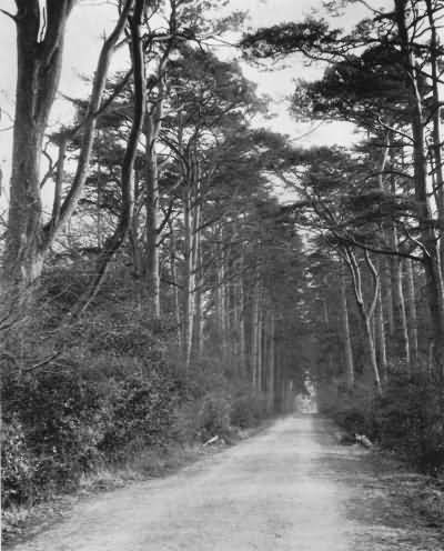One of the Drives, Buxted Park Estate - 1930