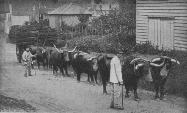 Team of Oxen - 1896