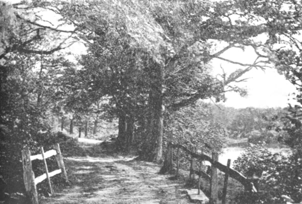 Angley Wood - 1896