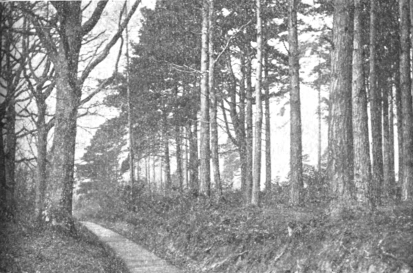 Glassenbury Wood - 1896