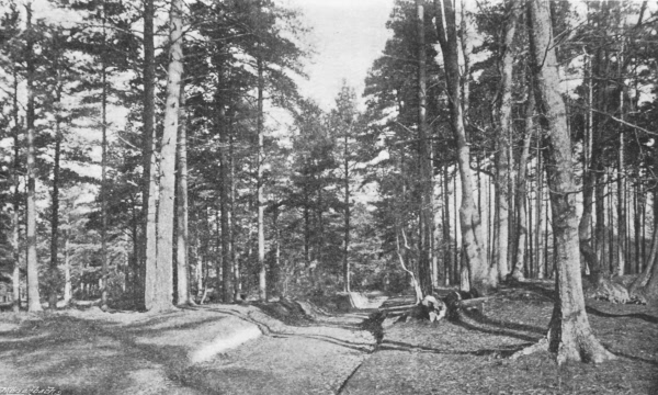 Angley Wood - 1896