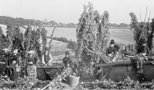 Hop Garden, Broomhill - 1896