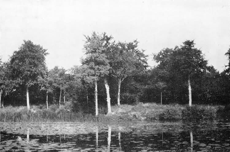 The Lily Pond in old Rectory grounds - c 1929