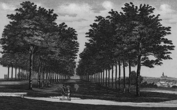 Queens Grove, The Common - 1889