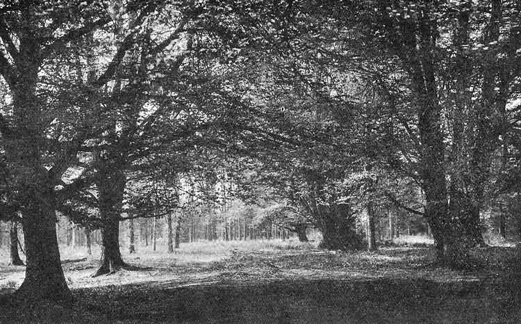 The Glades of Ashdown Forest photographed by A.G. Wheller - 1927