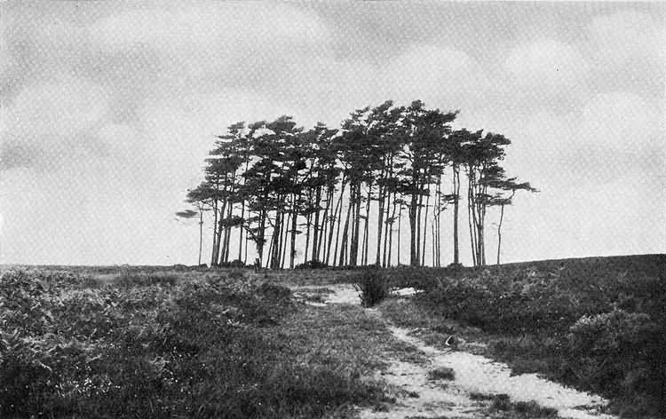 The Roundel of Firs at Gills Lap, Ashdown Forest photographed by <a href=