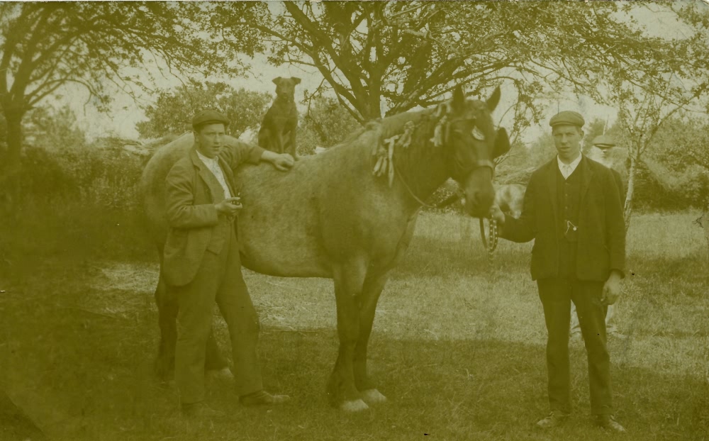 Brewery horse with Fred and Bill Pilbeam, Lamberhurst - 1910
