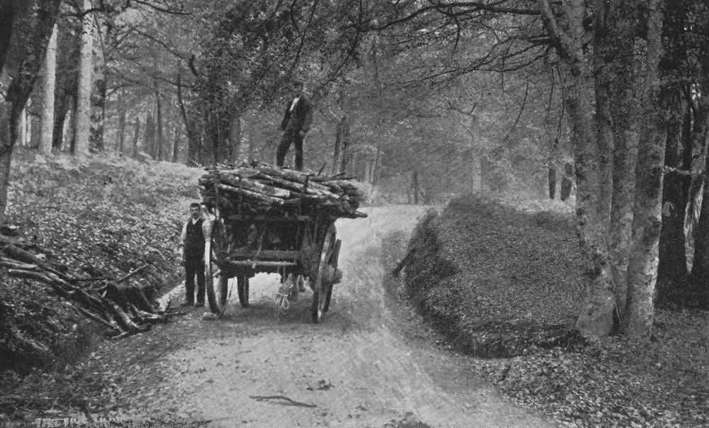 View in the Forest - c 1900