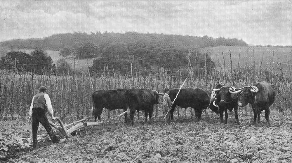 The end of the furrow - 1904