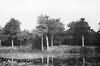 The Lily Pond in old Rectory grounds