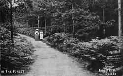 The forest near Forest Row in 1908